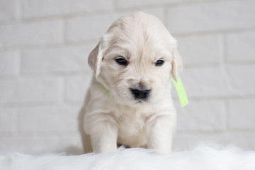 serious little golden retriever puppy © otsphoto