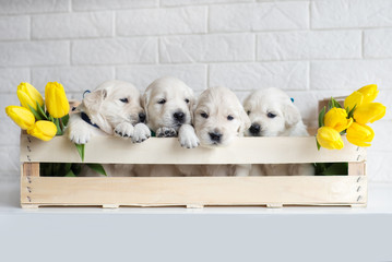 four golden retriever puppies in a box - obrazy, fototapety, plakaty