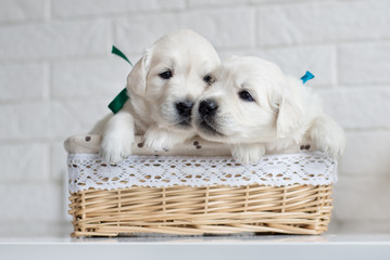 two golden retriever puppies in a basket © otsphoto