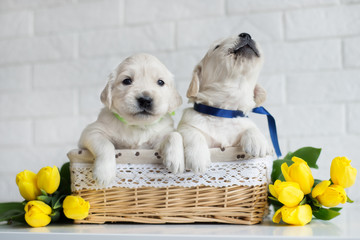 two golden retriever puppies in a basket