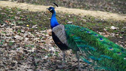 Obraz premium Beautiful Peacock on grass background