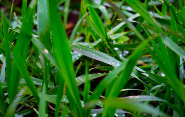water droplets on grass