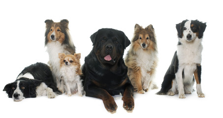 Obraz premium six beautiful dogs