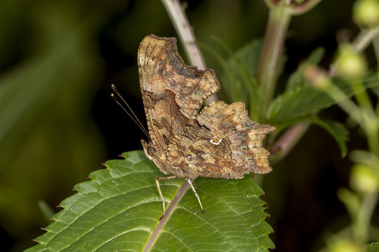 Nymphalis c-album, Polygonia c-album, Comma butterfly from Germany, Europe
