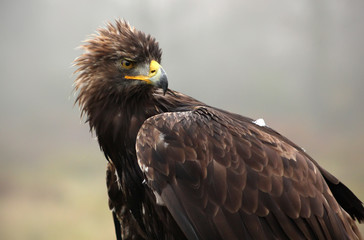 Eagle Looking Back