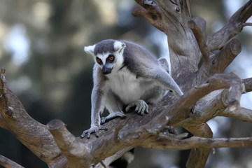 close-up of a ring-tailed lemur