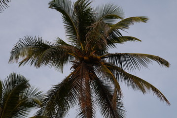Fototapeta na wymiar верхушка кокосовой пальмы на фоне синего неба