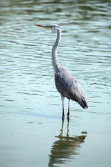 Blue Heron