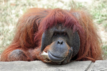 Orangutan