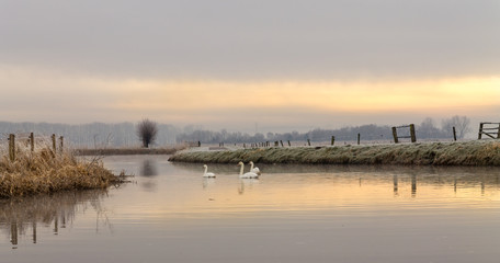 Swans on the river in the morning sun.
