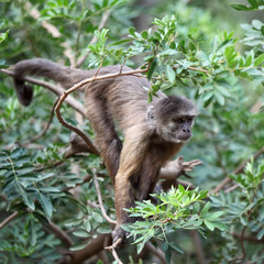 capuchin