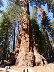 Obraz premium sequoia park - sequoia géant