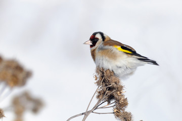 Winter European Goldfinch on burdock plant