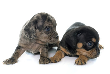 Obraz premium young puppies chihuahua