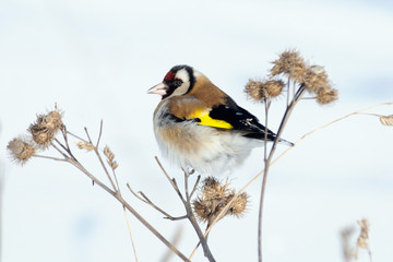 Winter European Goldfinch feeding on burdock plant