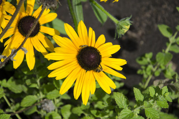 Fototapeta premium Kwiat