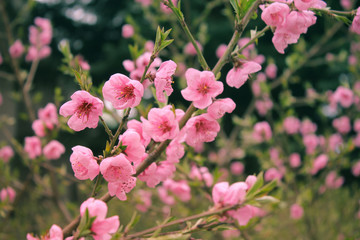 Spring Background. Blossom tree over nature background. Spring flowers