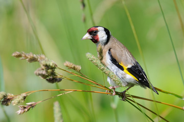 European goldfinch seeks the seeds among summer grasses - 104596325