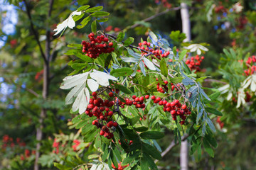 Red Rowan berries on a branch. Rowan branch with red berries. Summer forest with wild berries. Nature in summer.