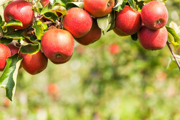 Set of apples on Lake Constance Germany
