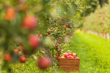 Set of apples on Lake Constance Germany
