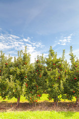 Fototapeta na wymiar Set of apples on Lake Constance Germany 