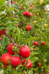 Set of apples on Lake Constance Germany
