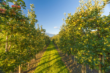 Fototapeta premium Set of apples on Lake Constance Germany 