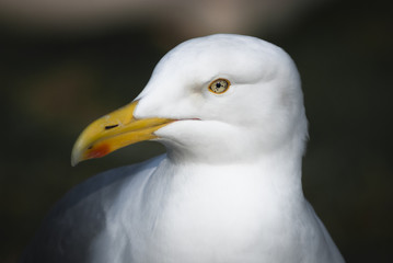 A close up portrait of an adult Herring Gull, Larus argentatus