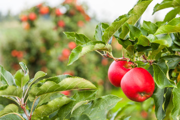 Set of apples on Lake Constance Germany
