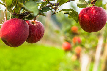 Set of apples on Lake Constance Germany
