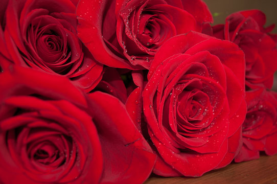 Red rose petals with rain drops closeup.