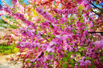 Obraz premium spring almond tree pink flowers with branch and blue sky outdoors