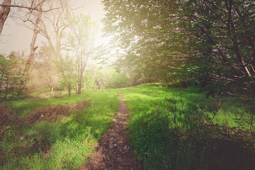 nature Trail with Retro Style Filter Applied