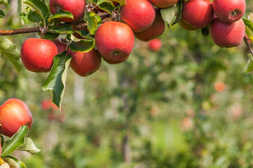 Set of apples on Lake Constance Germany
