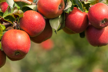 Obraz premium Set of apples on Lake Constance Germany 