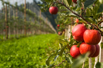 Set of apples on Lake Constance Germany

