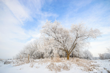 Obraz na płótnie Canvas forest winter