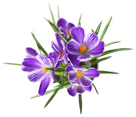 Obraz premium Purple crocuses in a flower pot. Spring flowers, isolated on white background.