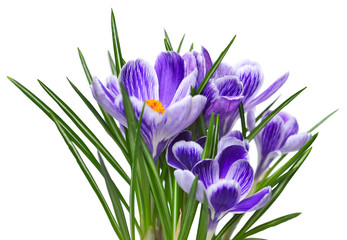 Purple crocuses in a flower pot. Spring flowers, isolated on white background.