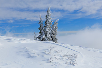 Tree on the snow and clouds