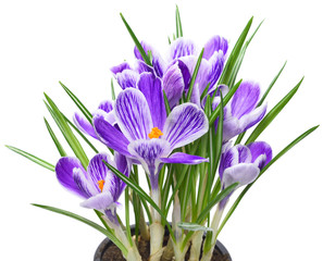 Purple crocuses in a flower pot. Spring flowers, isolated on white background.