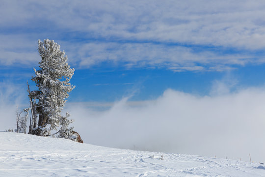 snow, tree and clouds
