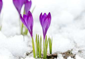 Violet spring crocuses