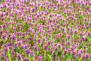 Obraz premium Spring blurred natural background with small lilac flowers and g