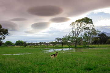 Green grass field with German Shepard dog playing and UFO clouds cloud landscape, with Table Mountain in background, Cape Town, South Africa