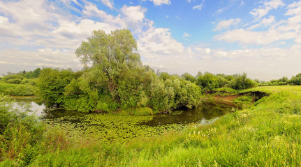 Summer landscape