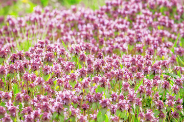 Spring blurred natural background with small lilac flowers and g