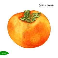 Watercolor Persimmon illustration isolated on white background