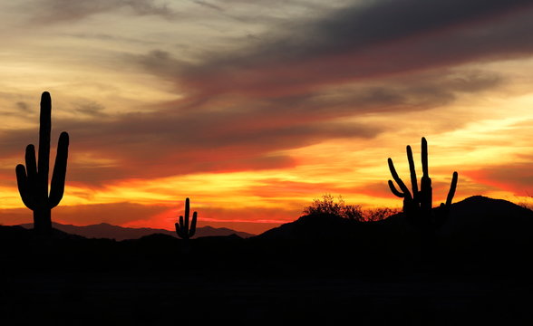 Sunset in Wild West Desert - Beautiful sunset in the Arizona desert with Silhouette of Cactus 